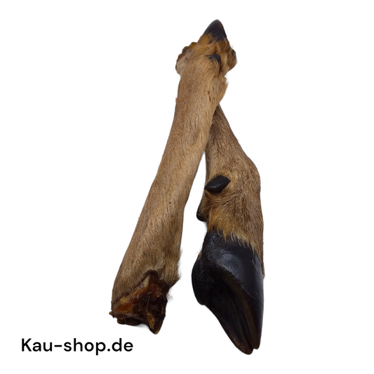 Deer leg with hoof and fur