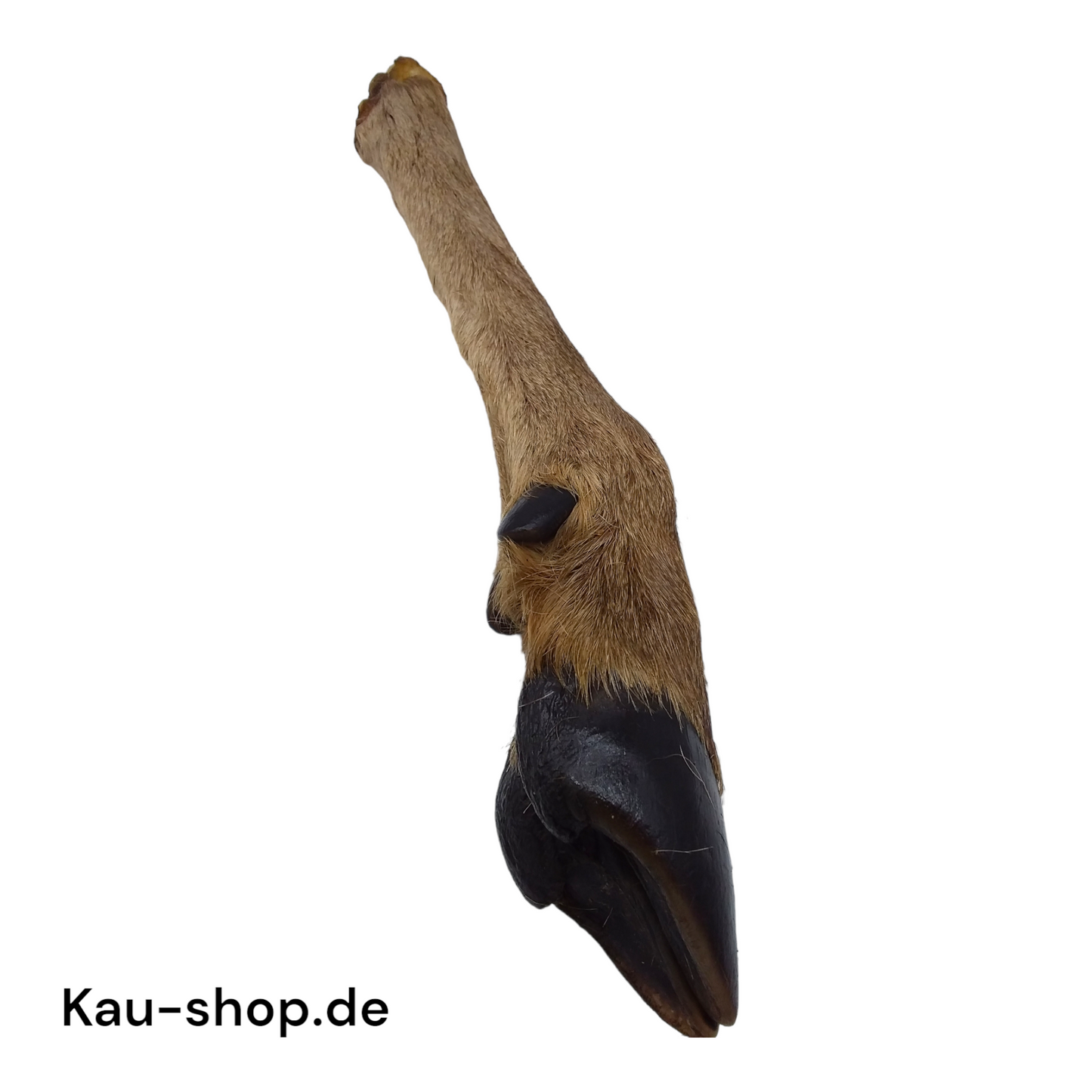 Deer leg with hoof and fur